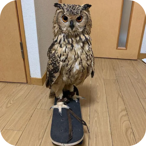 🦉 Стикер «Owls» для Telegram