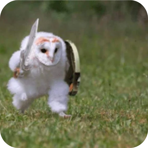 🦉 Стикер «Owls» для Telegram