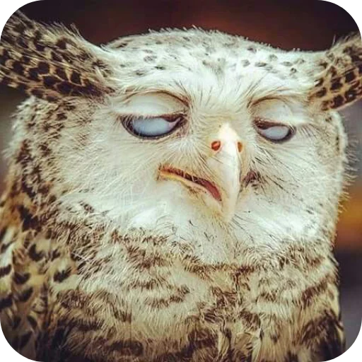 🦉 Стикер «Owls» для Telegram