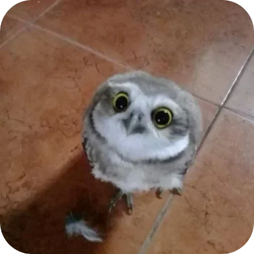 🦉 Стикер «Owls» для Telegram