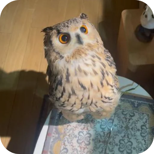 🦉 Стикер «Owls» для Telegram