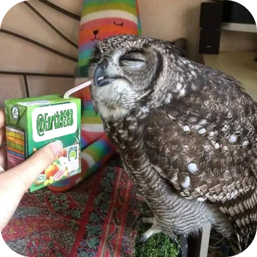 🦉 Стикер «Owls» для Telegram