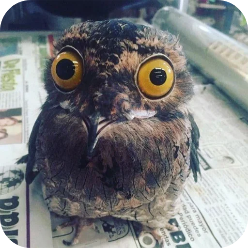 🦉 Стикер «Owls» для Telegram