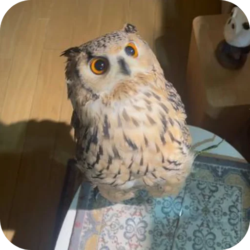 🦉 Стикер «Owls» для Telegram