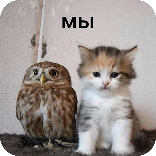 🦉 Стикер «Owls» для Telegram