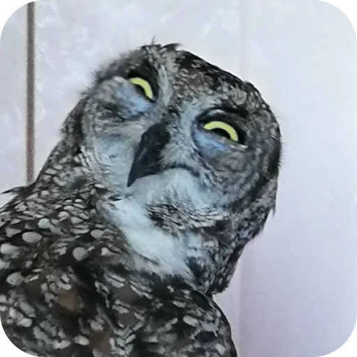 🦉 Стикер «Owls» для Telegram