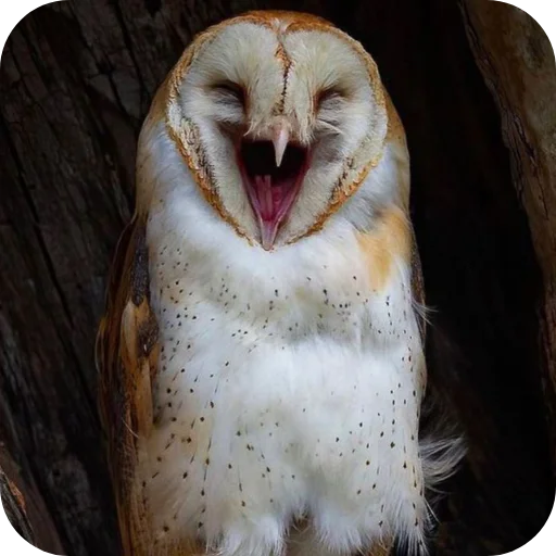 🦉 Стикер «Owls» для Telegram