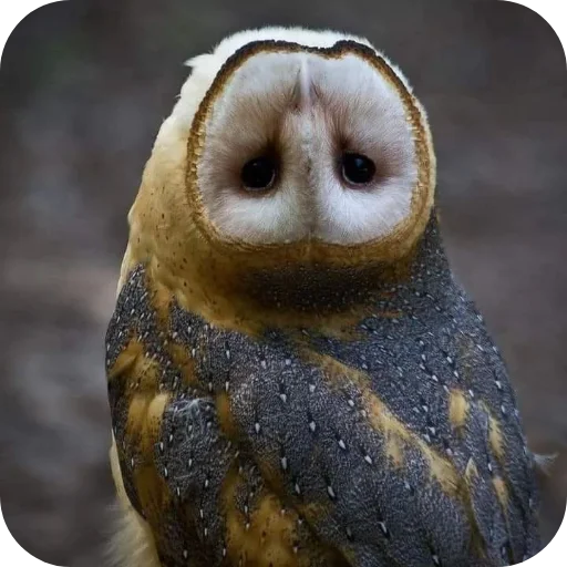 🦉 Стикер «Owls» для Telegram