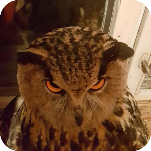 🦉 Стикер «Owls» для Telegram