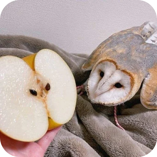 🦉 Стикер «Owls» для Telegram