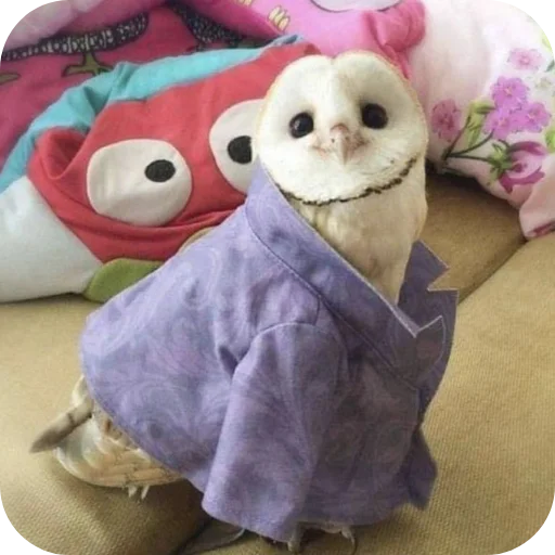 🦉 Стикер «Owls» для Telegram