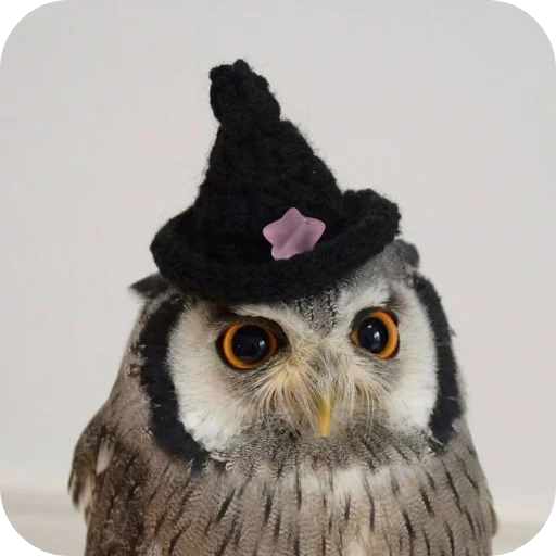 🦉 Стикер «Owls» для Telegram