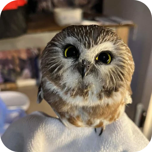 🦉 Стикер «Owls» для Telegram
