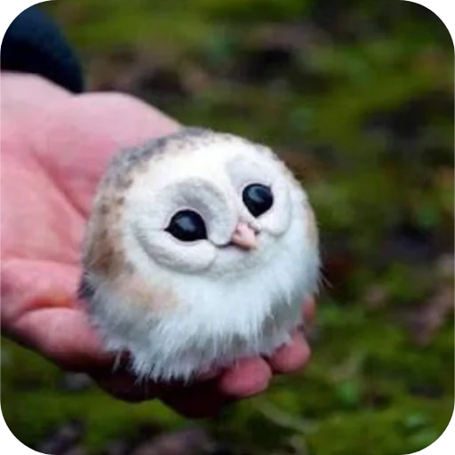 🦉 Стикер «Owls» для Telegram