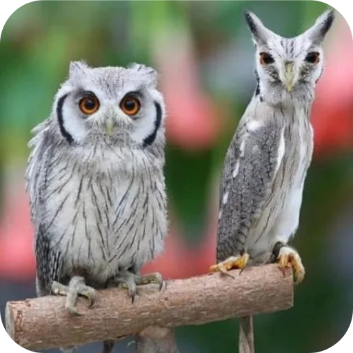 🦉 Стикер «Owls» для Telegram