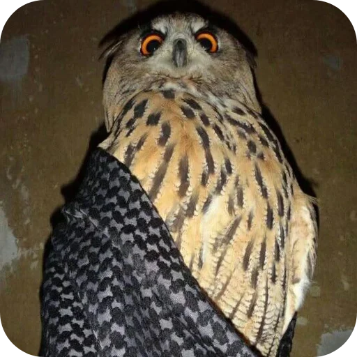 🦉 Стикер «Owls» для Telegram