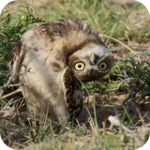 🦉 Стикер «Owls» для Telegram