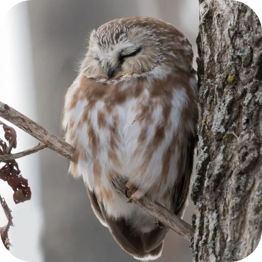 🦉 Стикер «Owls» для Telegram
