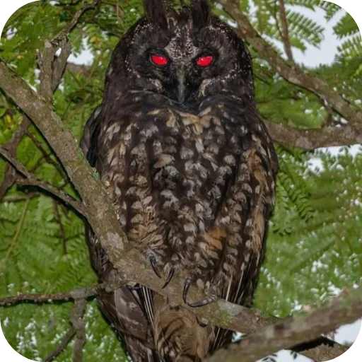 🦉 Стикер «Owls» для Telegram