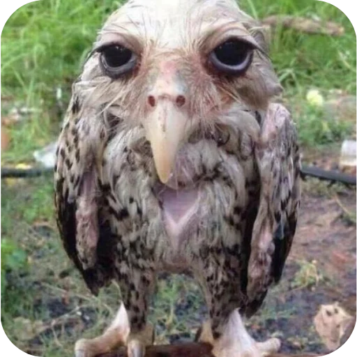 🦉 Стикер «Owls» для Telegram
