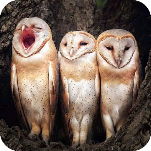 🦉 Стикер «Owls» для Telegram