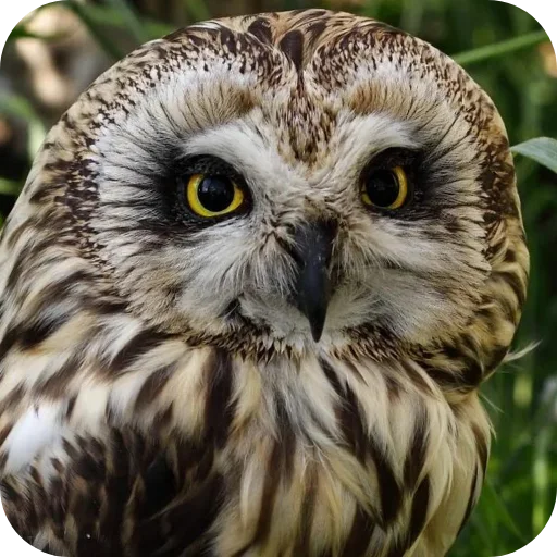 Стикерпак Owls для Telegram