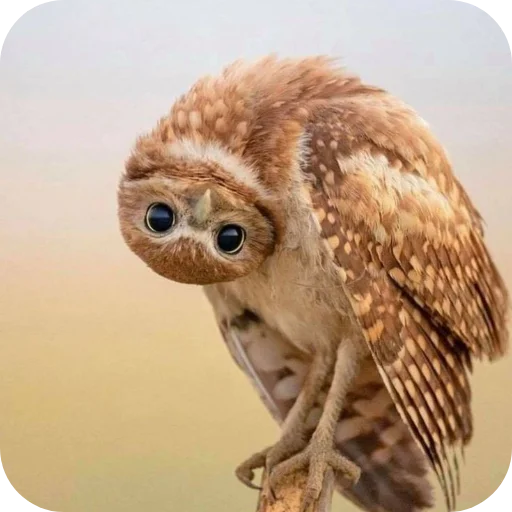 🦉 Стикер «Owls» для Telegram