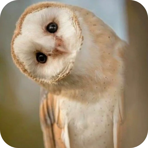 🦉 Стикер «Owls» для Telegram