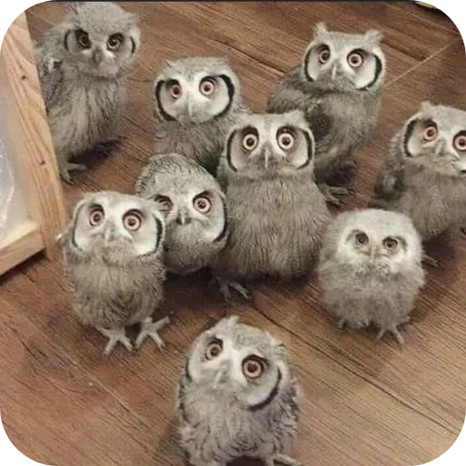 🦉 Стикер «Owls» для Telegram