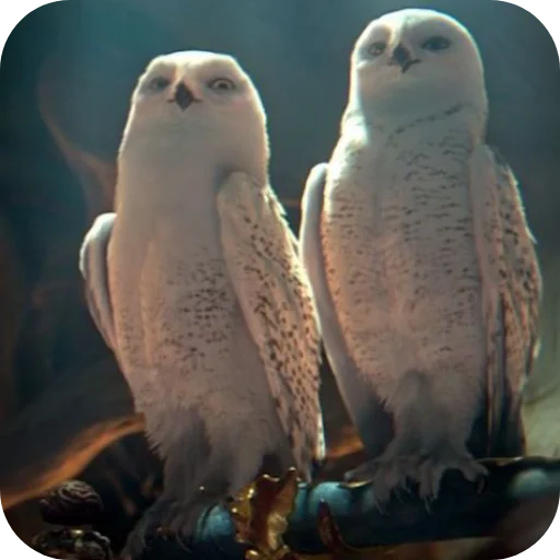 🦉 Стикер «Owls» для Telegram