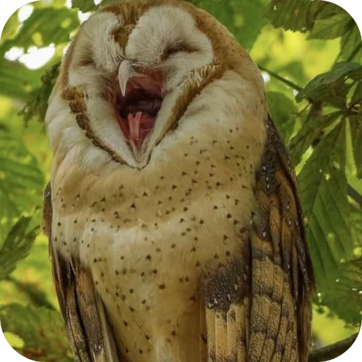 🦉 Стикер «Owls» для Telegram