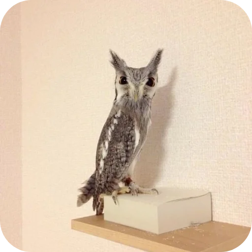 🦉 Стикер «Owls» для Telegram
