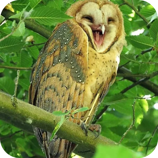 🦉 Стикер «Owls» для Telegram