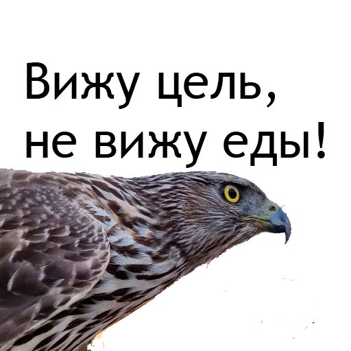 💪 Стикер «Owl Yoll and Co» для Telegram