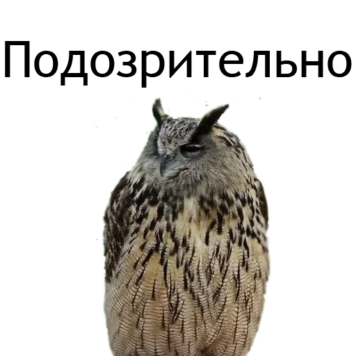 🤔 Стикер «Owl Yoll and Co» для Telegram