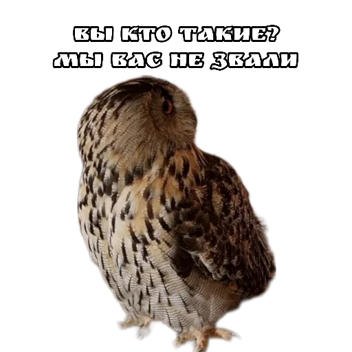 👻 Стикер «Owl Yoll and Co» для Telegram