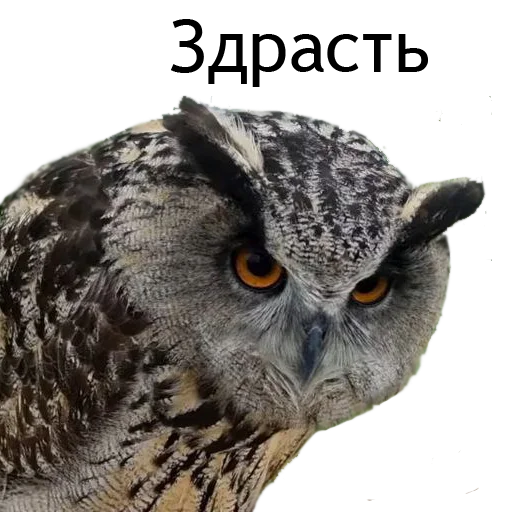 ✋ Стикер «Owl Yoll and Co» для Telegram
