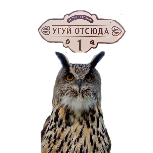 😠 Стикер «Owl Yoll and Co» для Telegram