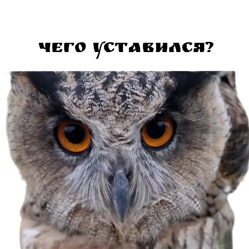 😡 Стикер «Owl Yoll and Co» для Telegram
