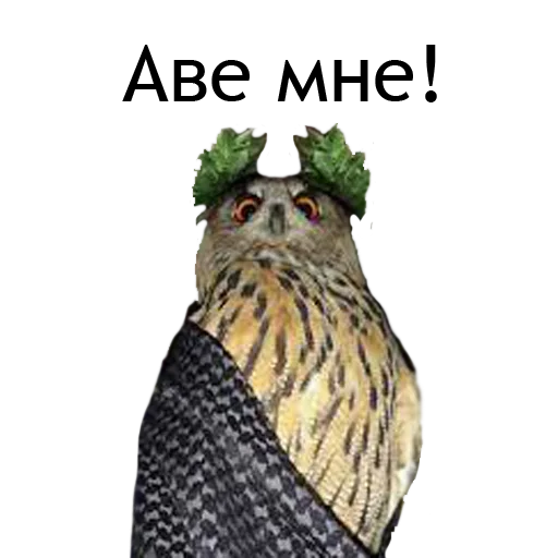 😎 Стикер «Owl Yoll and Co» для Telegram