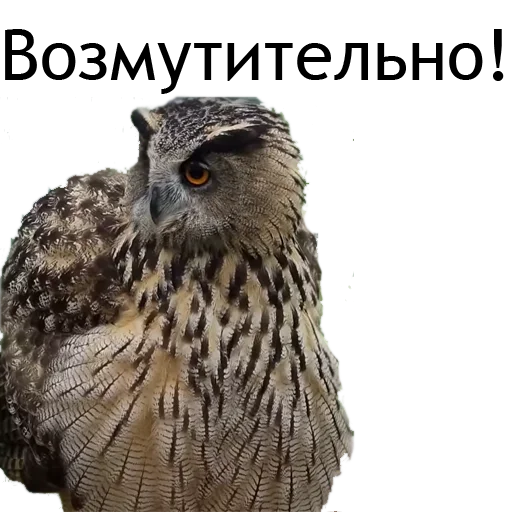 😡 Стикер «Owl Yoll and Co» для Telegram