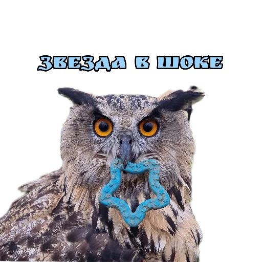 😱 Стикер «Owl Yoll and Co» для Telegram