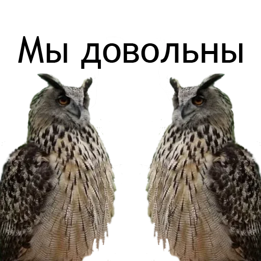 😊 Стикер «Owl Yoll and Co» для Telegram
