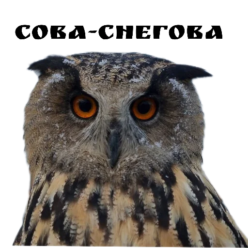 ❄ Стикер «Owl Yoll and Co» для Telegram