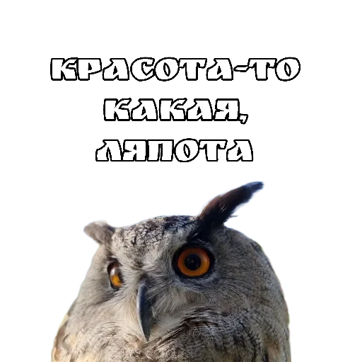 😍 Стикер «Owl Yoll and Co» для Telegram
