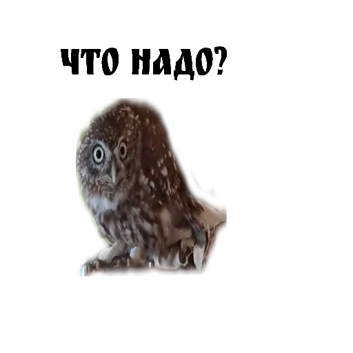 😮 Стикер «Owl Yoll and Co» для Telegram