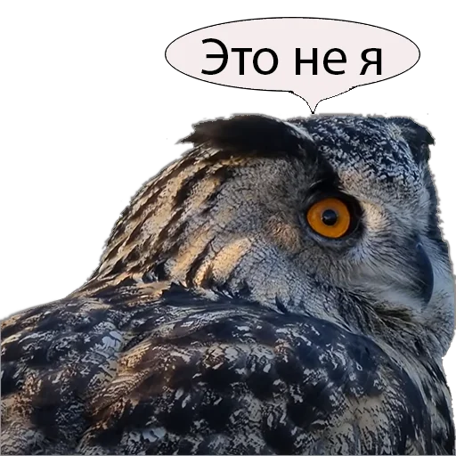 🫣 Стикер «Owl Yoll and Co» для Telegram