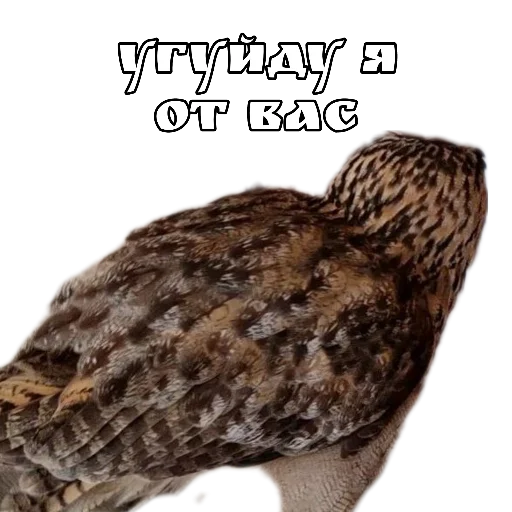 😵‍💫 Стикер «Owl Yoll and Co» для Telegram