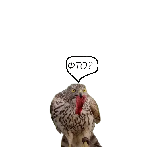 🧐 Стикер «Owl Yoll and Co» для Telegram