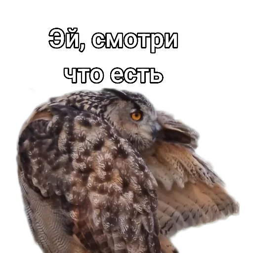 🤭 Стикер «Owl Yoll and Co» для Telegram